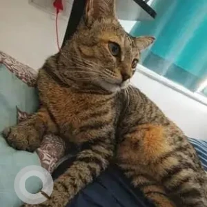 A Black and Brown Tabby Cat Missing from Bengaluru-2
