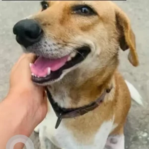 A White-Brown Mix Indie Dog Missing from Visakhapatnam-2