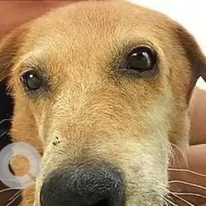 A White-Brown Mix Indie Dog Missing from Prajay Virgin County Tukkuguda area, Maheswaram-2