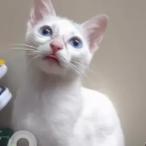 A White Indie Cat Missing from Brookefield, Kundalahalli-3