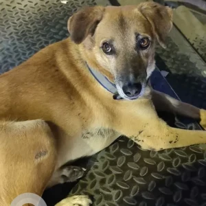 A White-Brown Mix Indie Dog Found from Huda Metro station