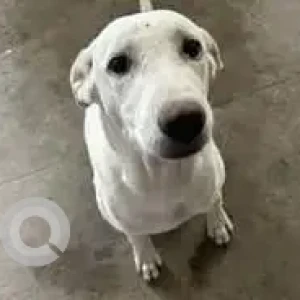 A White Indie Dog Missing from TNHB Flats Anna Nagar