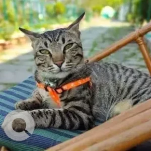 A Grey-White Mix Tabby Cat Missing from Bestech Grand Spa, Sector 81, Gurugram