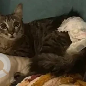 A Grey Indie Cat Missing from Pragathi Nagar, Maruthi Layout, Hongasandra-2