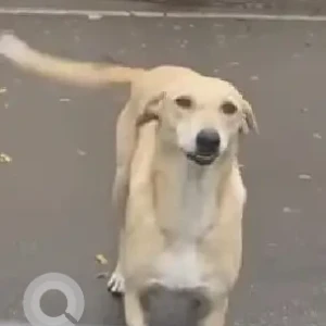 A White-Brown Mix Indie Dog Missing from Pune-2