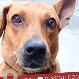 A Brown Indie Dog Missing from Khar West, Mumbai