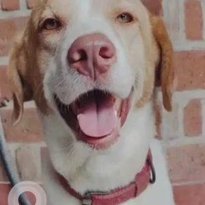 A White-Brown Mix Labrador Indie mix Dog Missing from VPG Avenue Extension, Mettukuppam