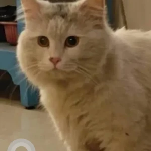 A White Persian Cat Found from Unishire Terraza, Thanisandra-2