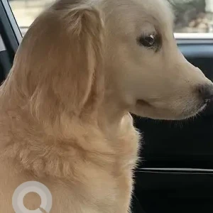 A White-Brown Mix Golden Retriever Dog Found from Bengaluru-2