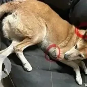 A White-Brown Mix Indie Dog Missing from Rajajinagar, Bengaluru