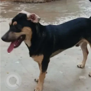 A Black and Brown Indie mix Dog Missing from Plot 604, Parsi Colony, Dadar-2