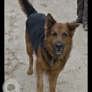A Black and Brown German Shepherd Dog Missing from Madhavaram