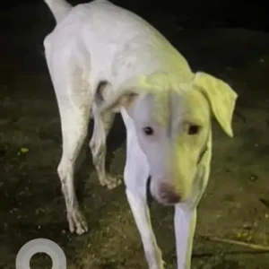 A White Rajapalayam Dog Found from Chennai