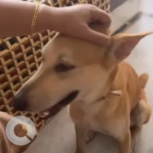 A White-Brown Mix Indie Dog Missing from Jalandhar