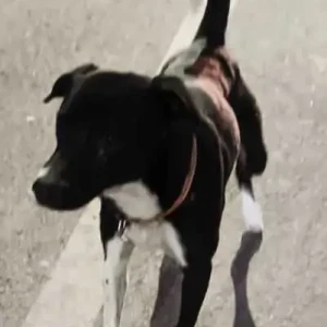 A Black and White Indie Dog Missing from C4E Block, Janakpuri