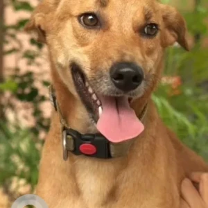 A Brown Indie Dog Missing from Apollo Hospital, Sangeet Signal