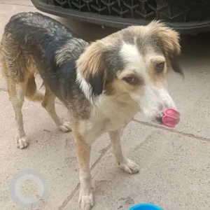 A Black and Brown Indie Dog Missing from Nasir Pur Mandi Road