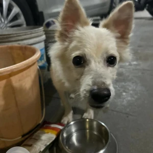 A White-Brown Mix Pomeranian Dog Found from Padmakala Apartments