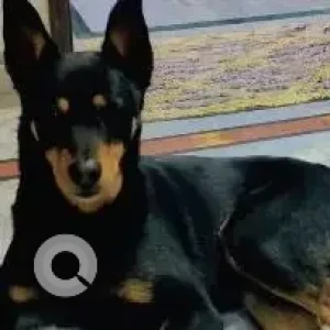 A Black and Brown Indie mix Dog Missing from New Delhi-2