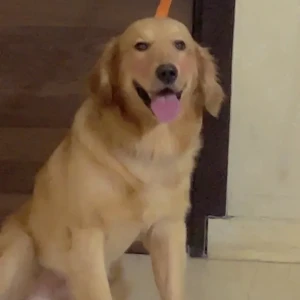 A Golden Golden Retriever Dog Missing from Sai Baba Mandir, Rajouri Garden