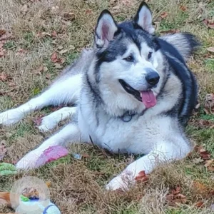 A White and Grey Malamute Dog Missing from Joe Sarle Rd./Pray Hill Rd.