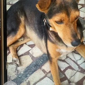 A White-Brown Mix Indie Dog Missing from Chembur , Munjal Nagar