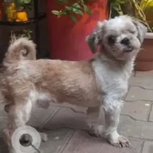 A White-Brown Mix Shih Tzu Dog Found from OMBR layout 4th cross