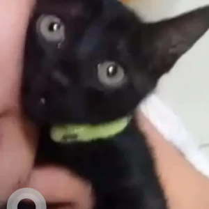 A Black Indie Cat Missing from Gohpur