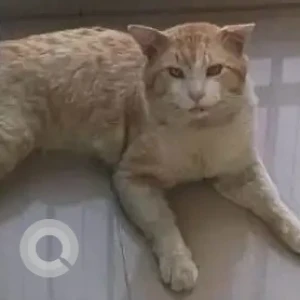 A Light Brown Indie Cat Missing from Carmelaram, Sarjapur Road