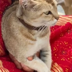 A Light Brown Domestic Shorthair Cat Missing from Lokanthali Manohara Park, Bhaktapur