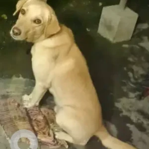 A White-Brown Mix Indie Dog Found from Koyambedu