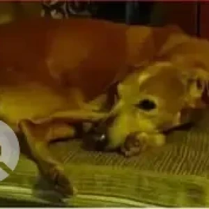 A Brown Indie Dog Missing from ICare Neelasandra-2