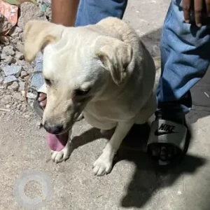 A Grey-White Mix Indie Dog Found from Parel village