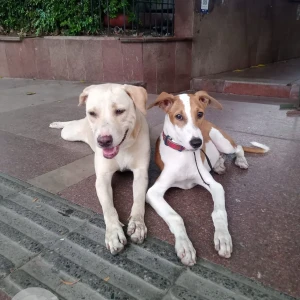 A White Indie Dog Missing from New Delhi-2
