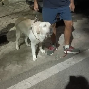 A White-Brown Mix Labrador Dog Found from Mata Puri Park, Delhi