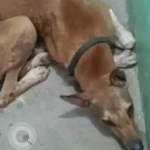 A Brown Indie Dog Missing from Lathi Mohal, Fatehpur Fatehpur District-2