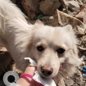 A White Japanese spitz Dog Missing from Nepal Drinking Water Institute-2