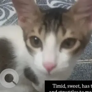 A Grey-White Mix Calico Cat Missing from Cotula vado, Saligao