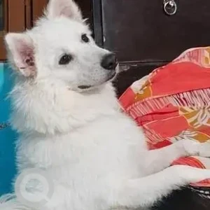 A White Pomeranian Dog Missing from Wazirabad, Sector-52-2