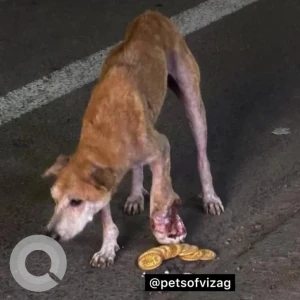 A White-Brown Mix Indie Dog Missing from Gajuwaka, Visakhapatnam