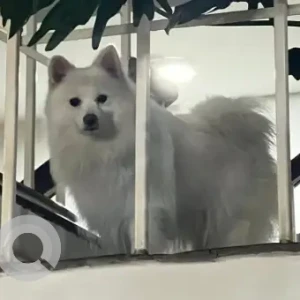 A White Japanese Spitz Dog Missing from Nakhudol-2