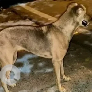 A Black and Brown Indie Dog Missing from Pitampura, New Delhi