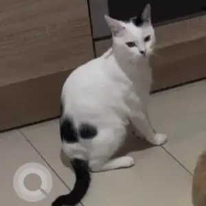 A Black and White Domestic Shorthair Cat Missing from Khalifa city, Near Al farax park
