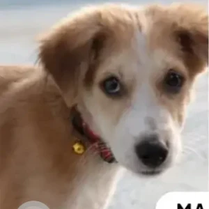 A White-Brown Mix Indie Dog Missing from Elwala-2