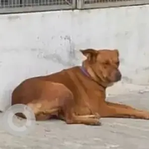 A Brown Indie Dog Found from Global tech park, RR Nagar