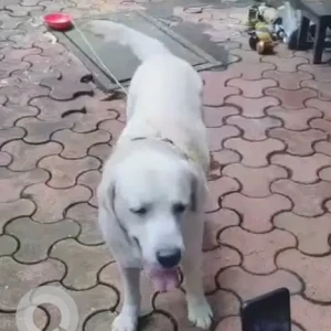A White Labrador Dog Found from Mumbai