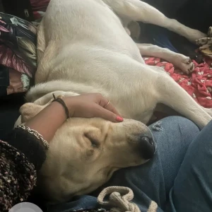 A White Labrador Dog Missing from Uttam Nagar, New Delhi-2