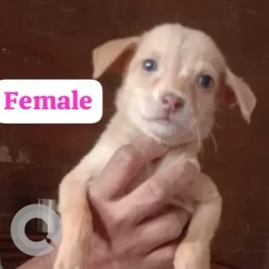 Female Indie Dog Adoption for Adoption in Malad