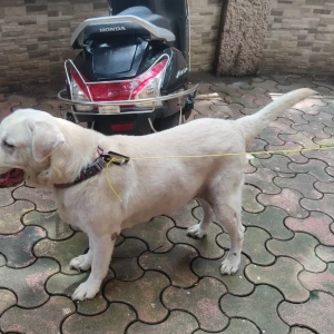 A White Labrador Dog Found from Mumbai-2