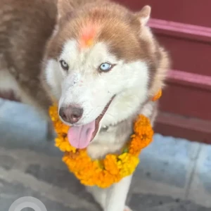 A White-Brown Mix Husky Dog Missing from Maharajgunj, Odan Restaurant